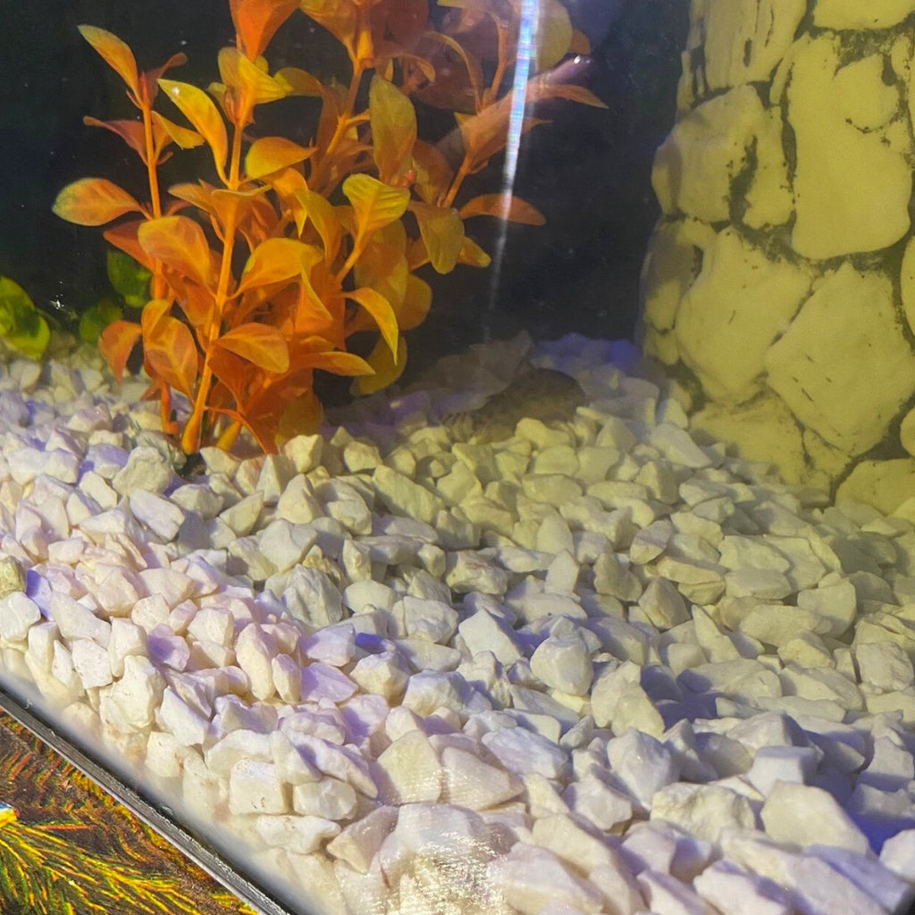 Pedra Branca 10kg Decoração Aquário