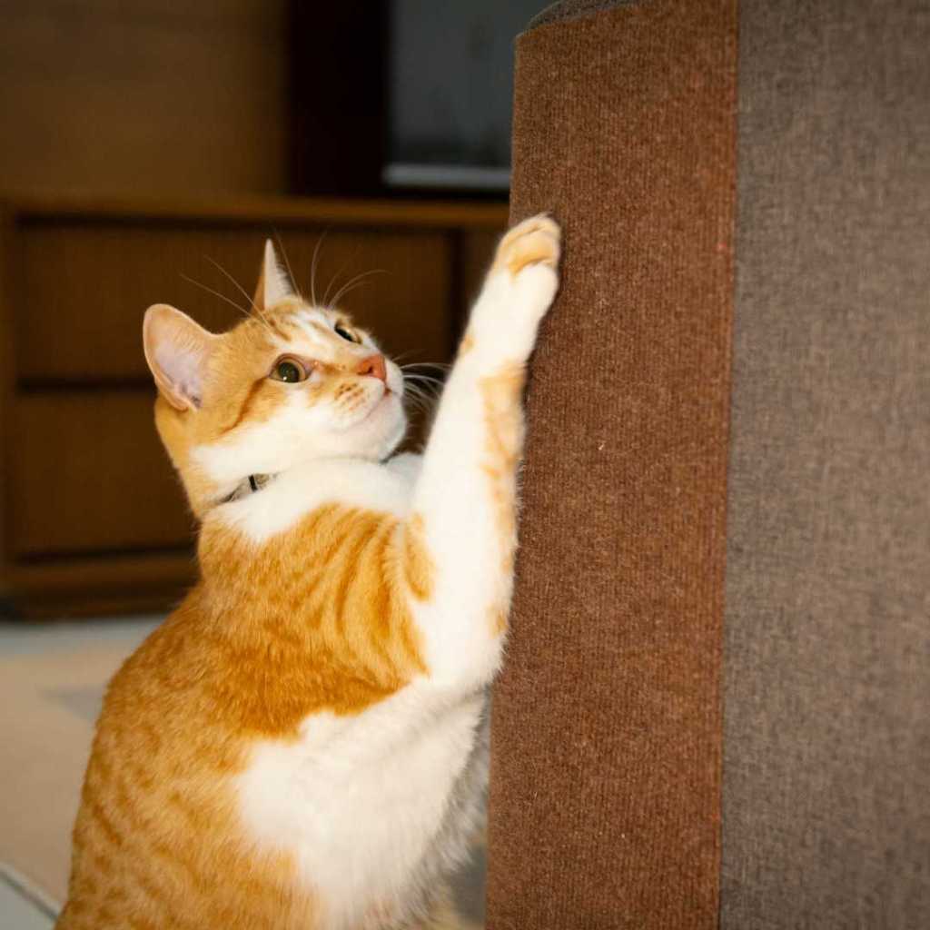 Arranhador Adesivo para Gato Protetor para Sofá e Cama Box - Carpete Premium