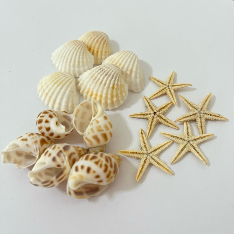 Kit aquário 5 estrelas do mar, 5 conchas espiral, 5 conchas branca