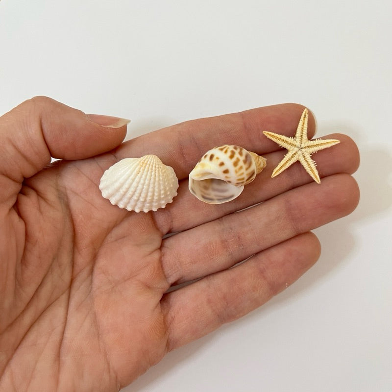 Kit aquário 5 estrelas do mar, 5 conchas espiral, 5 conchas branca