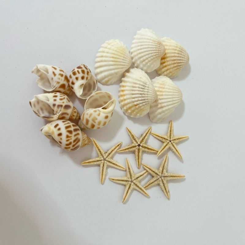 Kit aquário 5 estrelas do mar, 5 conchas espiral, 5 conchas branca